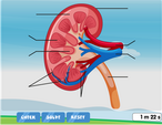 Kidney diagram quiz online